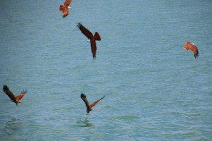 IMG_0760 Phuket 15  